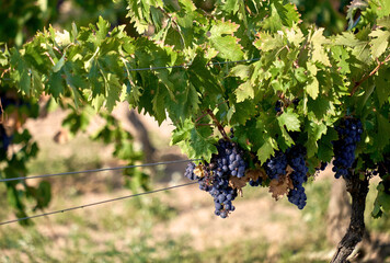 Grape vine with fruits