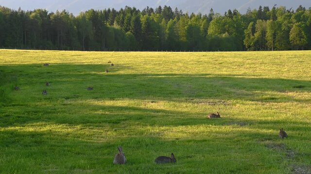 Group of cute rabbit nibbles on the grass chewing stem. Brown bunnies sitting on a green meadow in summer. Wild animals in the nature. Summer afternoon with long shadows. Static shot, real time