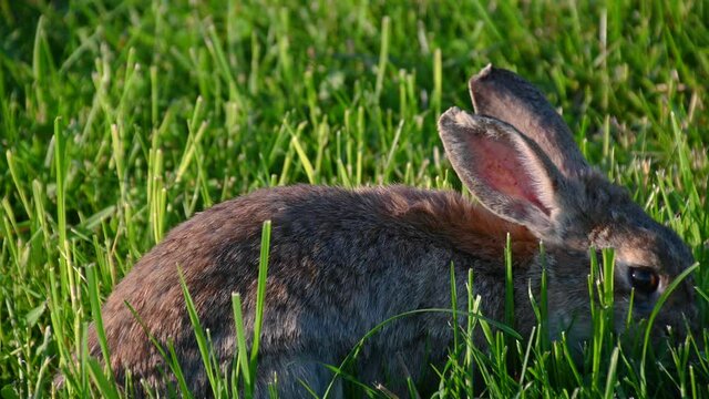 Close up view of cute rabbit nibbles on the grass chewing stem. Brown rabbit sitting on a green meadow in summer. Wild animal in the nature. Static shot, real time