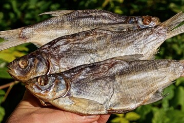 three large gray salted dry roach fish lie on the hand on a green background
