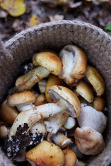 mushrooms spiderweb yellow in a knitted basket on the ground with leaves