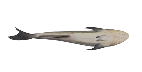 Cobia fish isolated on white background	