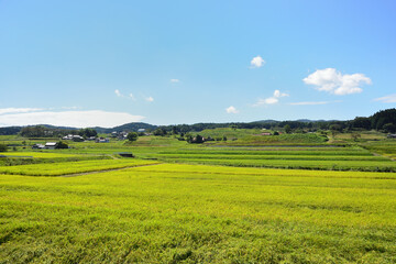 稲刈りを待つ秋の田園