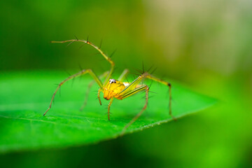 A cute yellow lynx spider posing for a click on a green leaf