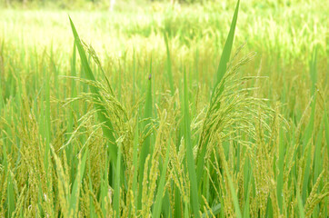 closeup the bunch ripe green paddy plant growing with grain in the farm over out of focus green brown background.