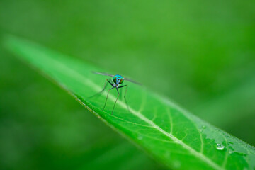Blow fly, carrion fly, bluebottles or cluster fly, Diptera Fly Insect on green leaf in nature.