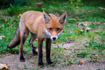 A beautiful young fox walks in the yard of a private house. Selective focus