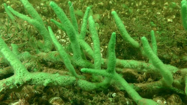 Freshwater sponge (Spongilla lacustris) branches are noticeably swaying in the river flow, close-up.