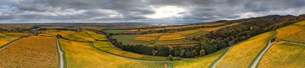 View from the bird's eye view on the golden discolored rows of vines in the vineyards of Rhinegau