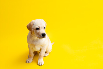A guilty sad Labrador puppy looks down. A dog on a yellow background. A place for text.