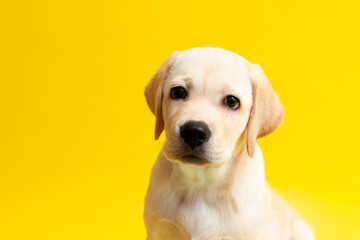 Cute Labrador puppy on a yellow background wink. A place for text. Pet. Dog