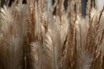 Dried grass beige on. Golden flowering spikelets dry autumn grass. Solar lighting, contour light. Dry autumn grasses with spikelets of beige color close-up. Natural background. Selective focus