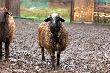 Obraz premium a flock of sheep and rams walks in the corral in the fall in the rain