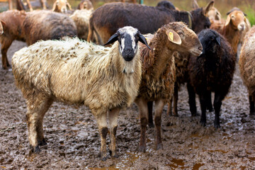 a flock of sheep and rams walks in the corral in the fall in the rain