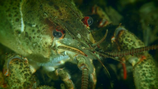 European Crayfish (Astacus astacus) on the river bottom, close-up of eyes, slowly leaves the frame.