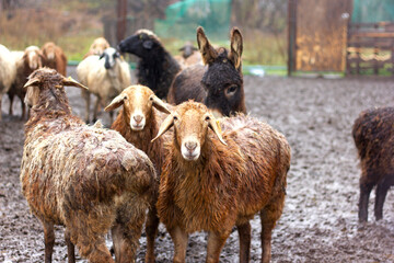 a flock of sheep and rams walks in the corral in the fall in the rain