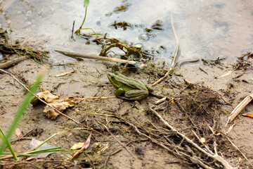 adult big green frog sitting on the shore of a pond on a sandy beach close-up