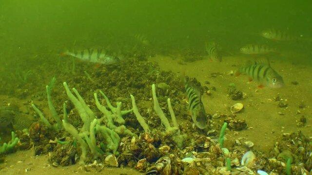 The Barsch or European perch group (Perca fluviatilis) searches for food at the bottom of the river.