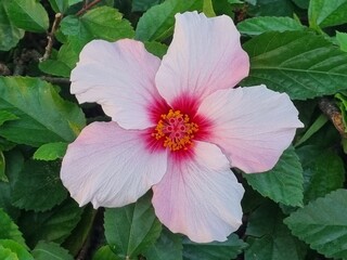 pink hibiscus flower