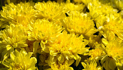 Background from flowers of yellow chrysanthemums growing in the garden.