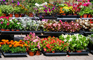 Fototapeta na wymiar Seedlings of various garden flowers, marigolds, petunias, petunias, geraniums in boxes.
