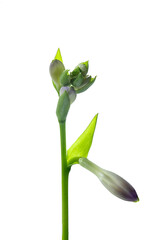 Closeup of flower buds of Hosta 'So Sweet' isolated on white