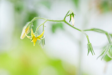 tomato flower in the nature