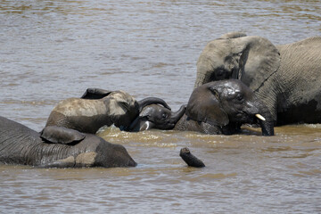 African Elephant (Loxodonta africana) family playing in the water with baby, Mara river, Serengeti national park, Tanzania.