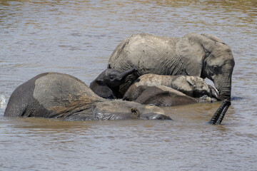 African Elephant (Loxodonta africana) baby calf playing in the water with family, Mara river, Serengeti national park, Tanzania.