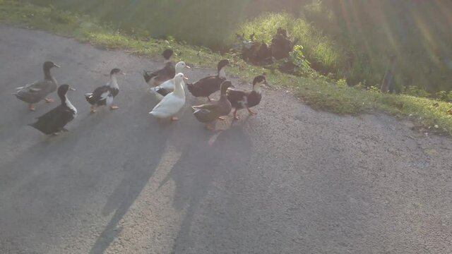 Ducks Crossing The Road (D-Cinelike)