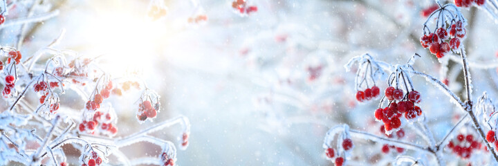 Fototapeta na wymiar Frosted red berries of guelder rose or viburnum covered in snow. Christmas celebration concept. Soft focus