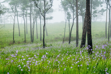 morning in the field with flower in the mist
