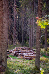 firewood in the forest