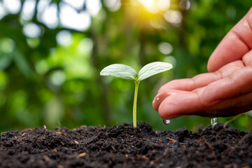 Hands nourishing plants and watering baby plants that grow naturally on fertile soil, seed, and hand planting ideas.