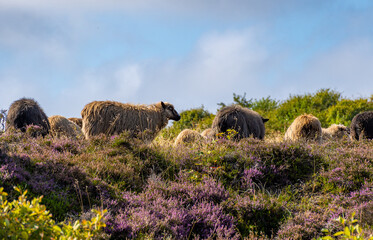 Sheep grazing in a heather field on the island Sylt