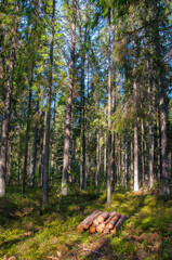 firewood on the edge of the forest