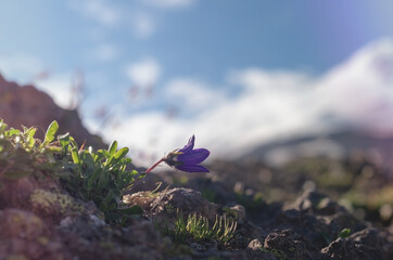 Beautiful wildflowers on the background of the snowy mount. Closeup.