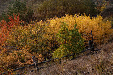 Autumn landscape beautiful colored trees glowing in sunlight. Wonderful picturesque background. Beautiful colors and a peaceful atmosphere around.