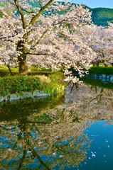 Cherry blossoms in full bloom and cherry blossoms reflected in the pond
