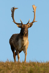 Fallow deer, dama dama, walking on grassland in front vertical shot. Spotted stag watching on grass with blue sky in background. Antlered mammal standing on field.