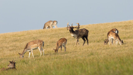 Herd of fallow deer, dama dama, on a meadow with yellow dry grass in rutting season. Stag with antlers roaring on hay field with hinds grazing around. Group of wild animals in nature.