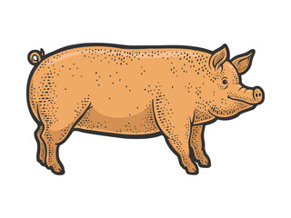 Big fat piglet pig line art color sketch engraving vector illustration. T-shirt apparel print design. Scratch board imitation. Black and white hand drawn image.