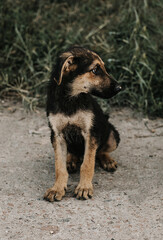 A black puppy with brown spots is standing on the ground.