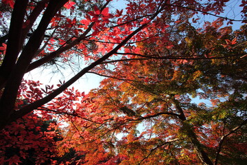 紅葉の森