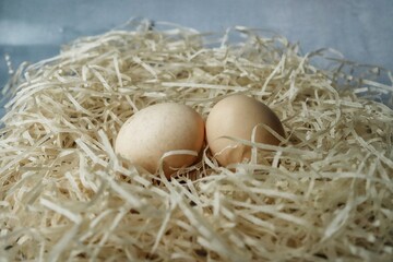 Chicken eggs in the nest