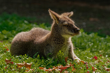Red-necked wallaby on a green meadow
