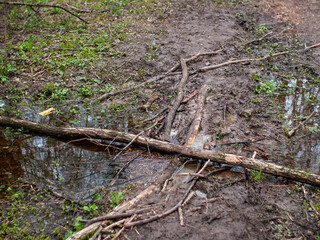 Dirty dirt road through the park in the spring