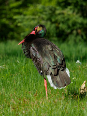Black stork standing on green meadow
