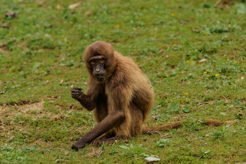 Gelada female eating grass on meadow