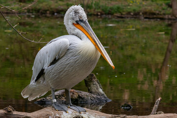 Pelican on a log on the shore of a lake